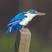 Collared Kingfisher
